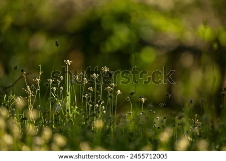 Beautiful small grass flowers in natural meadow