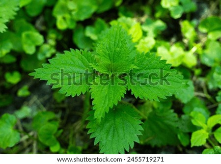 nettle, green leaves of nettle