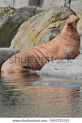 A close up view of a Walrus in a pool in an animal enclosure in a zoo. 