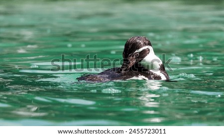 A Humboldt penguin, Spheniscus humboldti, preening feathers whilst floating on calm waters. A vulnerable species that resides in South America.