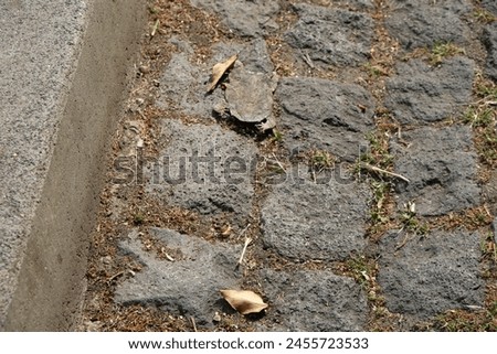 a dried up toad lies on the paving stones