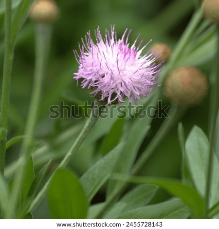 A beautiful pink spikey flower Royalty-Free Stock Photo #2455728143