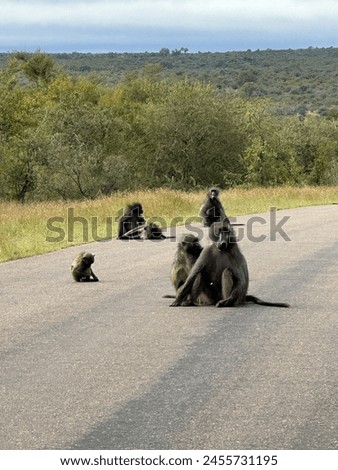 Baboons in group sitting in road wild