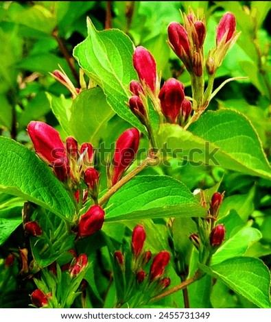 PINK WEIGELA botanically named as Weigela florida is native to  China, Korea and Japan. It is a dense, rounded, deciduous shrub that typically grows to 6-10’ tall.  Royalty-Free Stock Photo #2455731349
