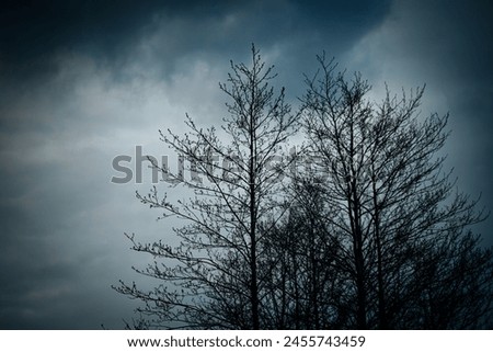 Tree and dark rain clouds. Soft selective focus. Artificially created grain for the picture