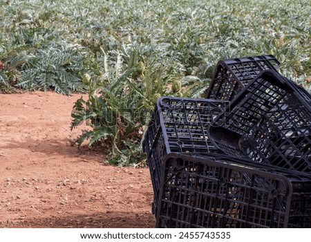 black boxes and artishoks on the plantation, harvest of artishoks Royalty-Free Stock Photo #2455743535