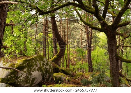 a great natural green forest wild