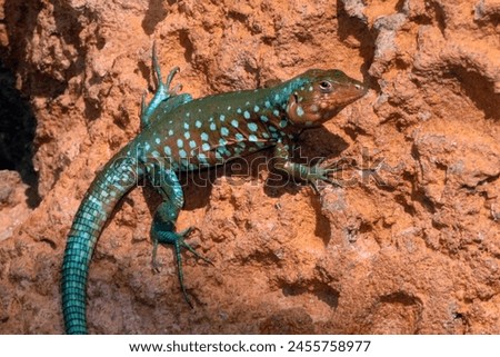 A brightly colored spotted skink suns itself on a rock on the island of Aruba.