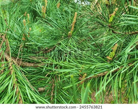 Pine tree in spring park