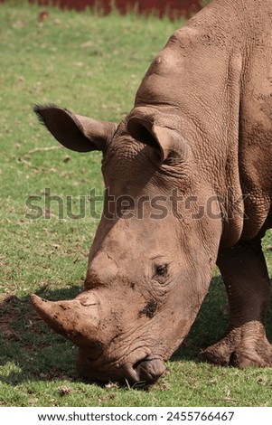 Big Five Safari Experience: Close-up of Portrait White Rhinoceros in South Africa, White Rhino Stock Photo