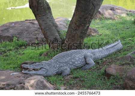 Close-up American Alligator Crocodile Under the Tree High-Resolution Stock Photo
