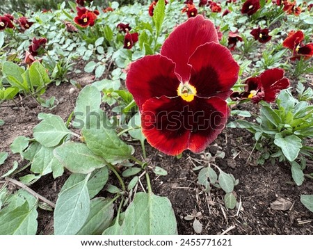 Red pansy flowers in the garden. Dark red pansy flowers background. Dark red pansies flower grows in winter and light spring garden. Pansy blooming in the garden. Beautiful red pansy flower.