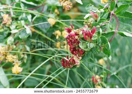 Honeysuckle flowers and buds in the garden, stock photo