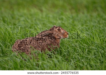 European hare Lepus europaeus, also known as the brown hare hiding in the field. A hare with its ears flattened. Royalty-Free Stock Photo #2455776535