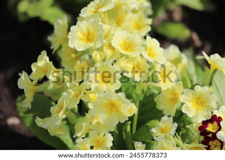 Primrose, primula vulgaris flowers in spring garden. Royalty-Free Stock Photo #2455778373