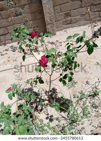 The picture of a beautiful red rose. The picture of a naturally growing rose .
