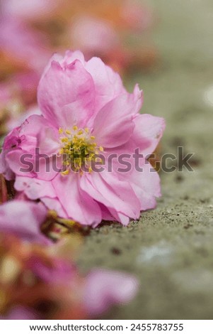 Magnificent close up picture of a pink flower of cherry tree laying on the ground of a walking lane in town: charming detail