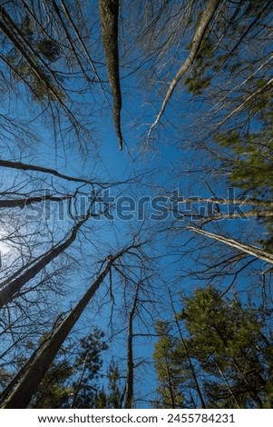 picture of trees in the forest