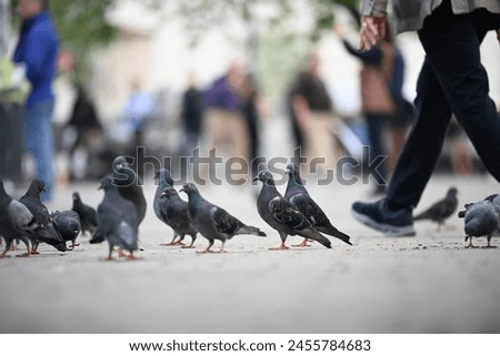 HIGH QUALITY PIGEON PHOTOS IN THE ISTANBUL CITY