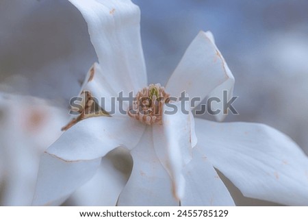 A white magnolia flower past full blooming time in Edwards Gardens. Royalty-Free Stock Photo #2455785129