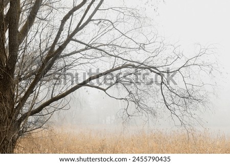 The image shows a photograph of bare tree branches against a foggy sky. The image is suitable for use as a background or as an illustration for articles about nature, weather, or climate change.