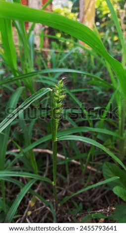 picture of a view of flowering grass