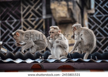 Monkeys sitting on the wall at Courtallam area Tamil Nadu In India