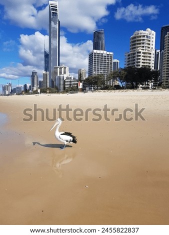 Coastal Beach Picture of Gold Coast Australia