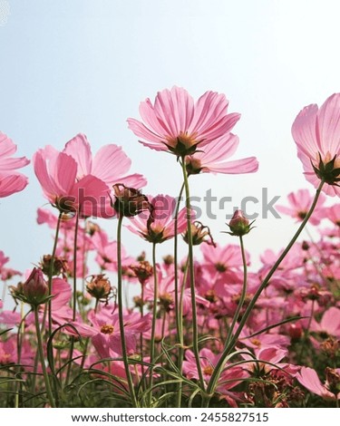 beautifull natural flower pictures with beautiful background