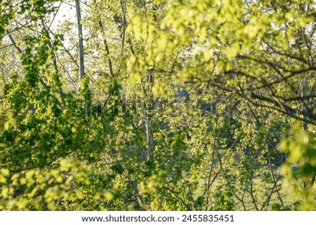 Sunlit fresh green foliage in spring. Soft-focus background with a natural bokeh effect.