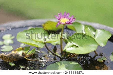 a beautiful purple lotus landscape picture
