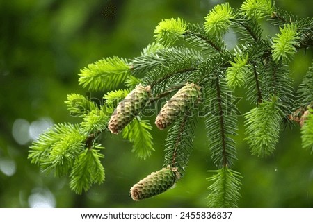 Close up of a green fir cone on a fir tree branch, young fir cone showing a green hue with hints of pink at its tips Royalty-Free Stock Photo #2455836837