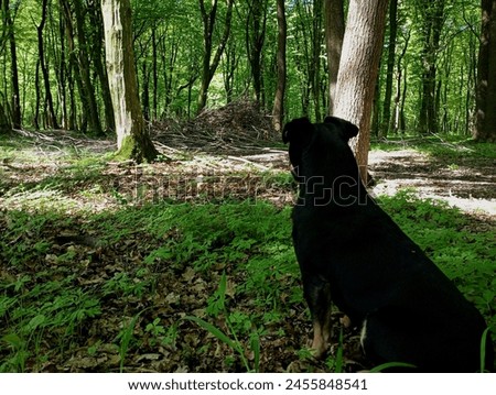 A black dog is sitting in the middle of the forest and looking forward looking at something between the trees. theme of walking animals in nature in spring. Beautiful landscape with a dog and green tr Royalty-Free Stock Photo #2455848541