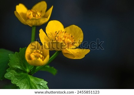 marsh marigold Caltha palustris wild flower in pond in Latvia. Caltha palustris commonly known as Kingcup or Marsh Marigold Royalty-Free Stock Photo #2455851123