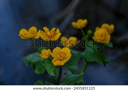 marsh marigold Caltha palustris wild flower in pond in Latvia. Caltha palustris commonly known as Kingcup or Marsh Marigold Royalty-Free Stock Photo #2455851125