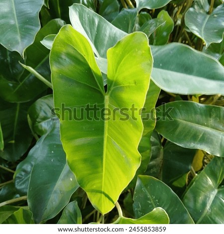 A type of melong ornamental plant that grows in residential gardens




