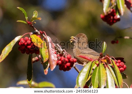 Taiwan rosefinch female, an endemic bird of Taiwan perched on a tree eating red fruits Royalty-Free Stock Photo #2455856123