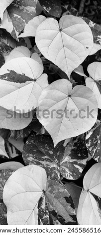 back and white Coastal Cottonwood leaves background Royalty-Free Stock Photo #2455865163