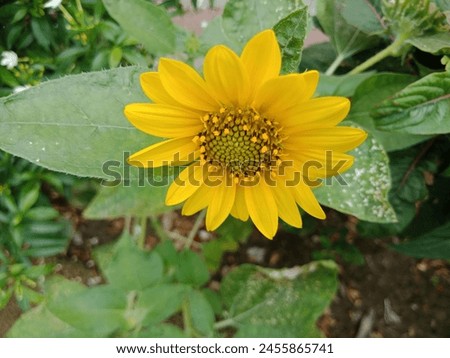 Sunflower Background Pic for desktop