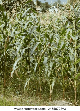 maize field with full grown maize Royalty-Free Stock Photo #2455877393