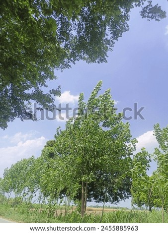 this picture capture in Indian village forests natural land and very good weather background with sky .