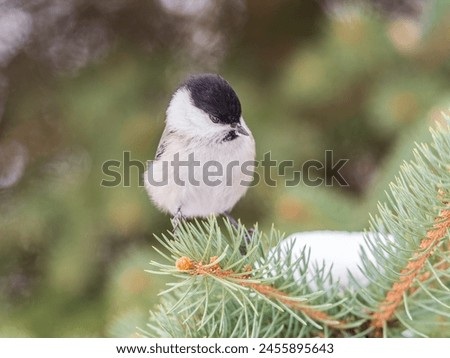 Cute bird The willow tit, song bird sitting on the fir branch. Willow tit perching on tree in winter. The willow tit, lat. Poecile montanus. Royalty-Free Stock Photo #2455895643