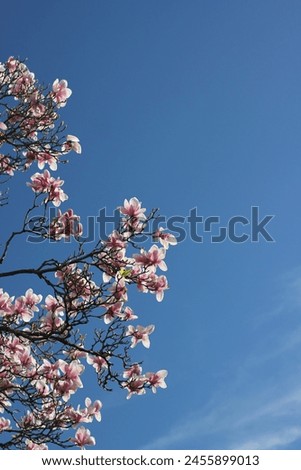 Beautiful spring magnolia tree budding with flowers.