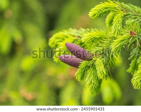 A young female cone of ordinary spruce, it is pink and its scales invitingly open in anticipation of pollen. Young cones of a Blue Spruce. Young fir cone on the fir tree branch in spring. Royalty-Free Stock Photo #2455901431