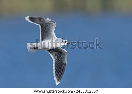Little gull (Hydrocoloeus minutus or Larus minutus), Crete  Royalty-Free Stock Photo #2455902559
