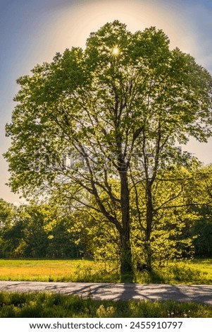 Portrait of backlit tree in spring; sunrays peeking through leaves; woods in background Royalty-Free Stock Photo #2455910797