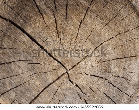 Wooden texture of a tinted color. Close up background of natural wood.