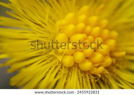 colts foot flower bright yellow. Latin name Tussilago farfara