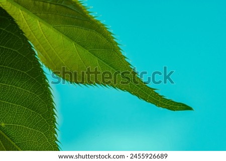 Macro detailed leaf. Stunning color tones. Space suitable for copy-paste. Minimal nature background. Selective focus. Royalty-Free Stock Photo #2455926689