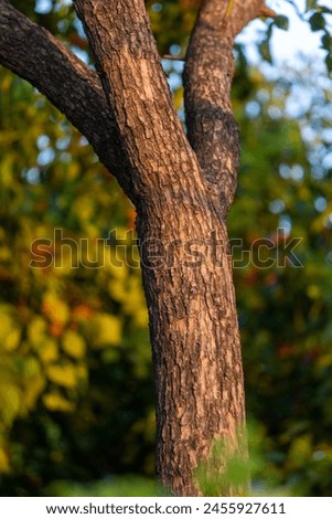 Cinnamomum camphora tree trunk with textured bark. High-resolution image suitable for nature backgrounds.